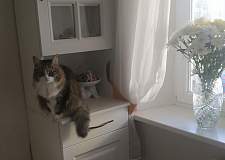 Буфет Романс BMS