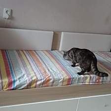 Кровать Анжелика-1 BMS